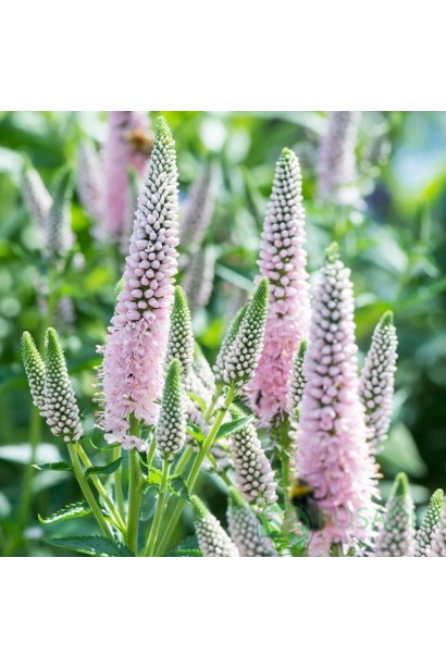 Кущ вероніки колосистої Фірст Чойс зі світло-рожевими суцвіттями